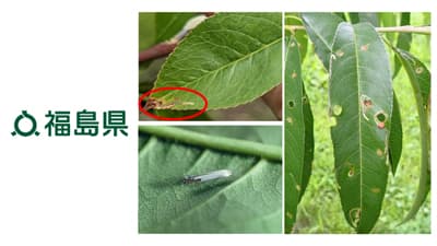 モモハモグリガ　県内全域で多発のおそれ