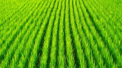 【注意報】臨時調査で過去10年最多　水稲にイネカメムシ　県内全域で多発のおそれ　愛知県