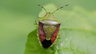 【注意報】果樹全般に果樹カメムシ類　県内全域で多発のおそれ　熊本県
