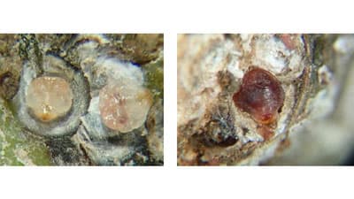 マンゴーにランクロホシカイガラムシ本島中南部で発生