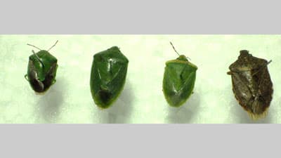 果樹のカメムシ類　県下全域で多発生に注意