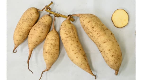 サツマイモ基腐病に抵抗性　焼酎・でん粉原料用新品種「みちしずく」を育成　農研機構