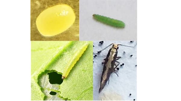 【注意報】アブラナ科野菜などにコナガ　平年より多発　福井県