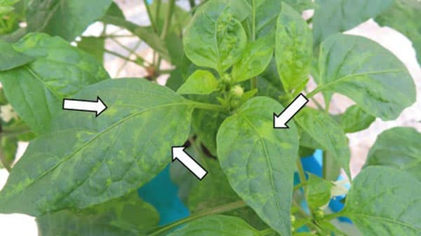 要侵入警戒ウイルス「ToBRFV」トマトやピーマンにおける種子伝染の仕組みを解明　農研機構