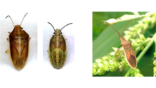 【注意報】水稲に斑点米カメムシ類　県内で多発　福岡県