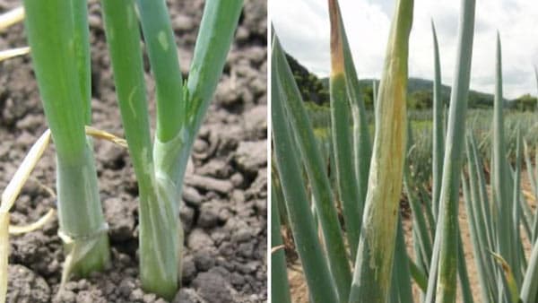 ネギハモグリバエバイオタイプB　県内で初めて確認