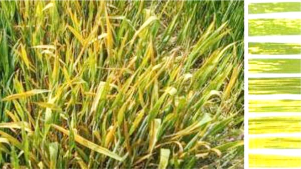 アジア在来コムギの黄さび病抵抗性の遺伝的基盤を解明