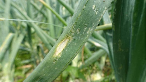 大阪・泉州地域で初めて確認の「タマネギえそ条斑病」　来年の作付けなどへ農家に注意呼びかけ