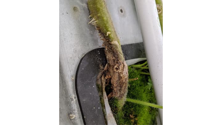 トマト立枯病　西濃地域で確認