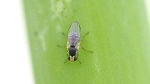 ネギハモグリバエB系統　県内で初めて確認