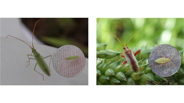 【注意報】イネに斑点米カメムシ類　県内全域で多発のおそれ　埼玉県