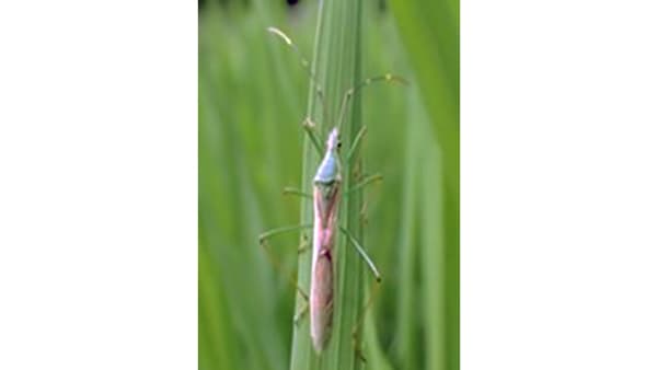 【注意報】斑点米カメムシ類　県内全域で多発のおそれ　群馬県