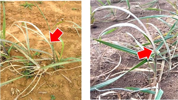 【注意報】さとうきびにメイチュウ類西表島、小浜島で多発のおそれ　沖縄県