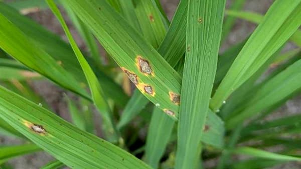 【注意報】水稲に穂いもち　県内全域で多発のおそれ　高知県