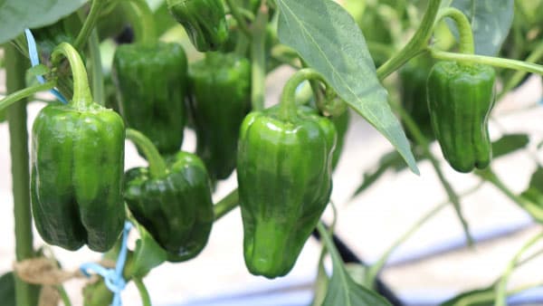 ピーマンにアザミウマ類　県内全域で発生