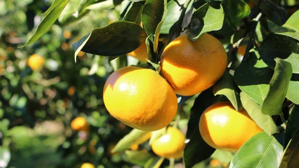 【注意報】かんきつに黒点病　県下全域で多発のおそれ　宮崎県