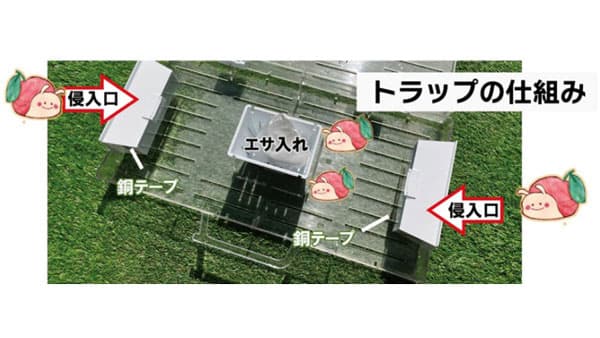 スクミリンゴガイの被害軽減へ捕獲器と誘引剤　開発成果を公表　生研支援センター