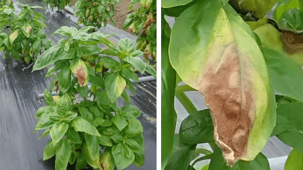 メボウキ（バジル）にべと病　府内で初めて確認