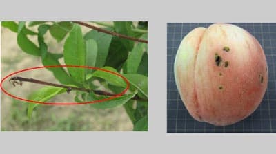 モモせん孔細菌病　県下全域で多発の予想