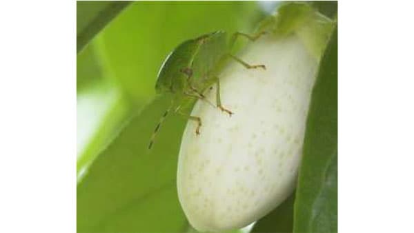 【注意報】ウメ、モモなどに果樹カメムシ類県内全域で多発のおそれ　佐賀県