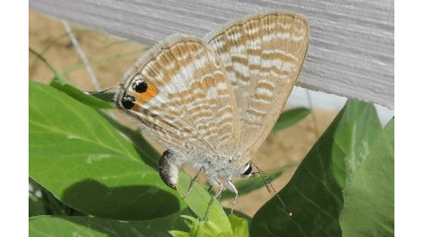 サヤエンドウ、実エンドウにウラナミシジミ　被害長期化のおそれ
