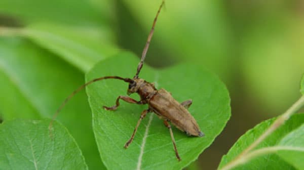 カミキリムシに不妊化現象を引き起こす細菌を発見　害虫防除資材として期待
