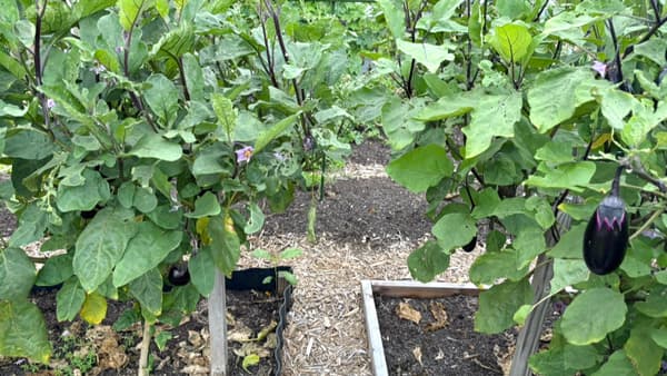 段ボール、堆肥、苗で不耕起栽培「ノーディグ菜園」を普及　日本ノーディグ協会