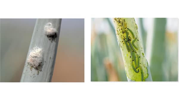 【注意報】野菜類、花き類、豆類にシロイチモジヨトウ　県内全域で多発のおそれ　兵庫県