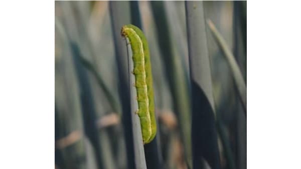 【注意報】野菜類、花き類、豆類にシロイチモジヨトウ　県内全域で多発のおそれ　兵庫県