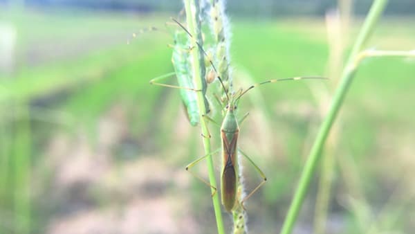 【注意報】斑点米カメムシ類　県内全域で多発のおそれ　石川県