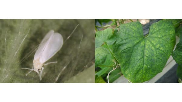 【特殊報】キュウリ退緑黄化病　県内で初確認　タバココナジラミの防除徹底を　福島県