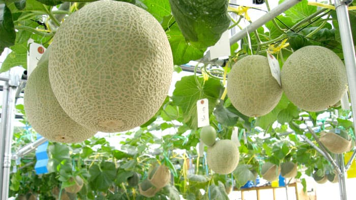 北国のメロン栽培で実証実験　最新の水耕栽培技術とIotを活用　青森県つがる市