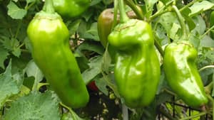 【注意報】ピーマンにアザミウマ類　県内全域で多発のおそれ　大分県