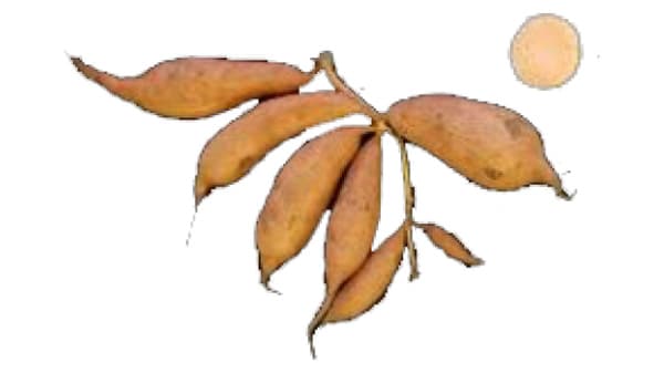 橙肉色の焼酎原料用サツマイモ新品種「はなあかね」育成　農研機構