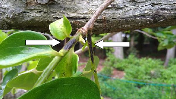 カキ炭疽病　県内全域で発生