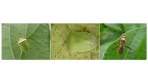 ダイズの吸実性カメムシ類　県内全域で多発のおそれ