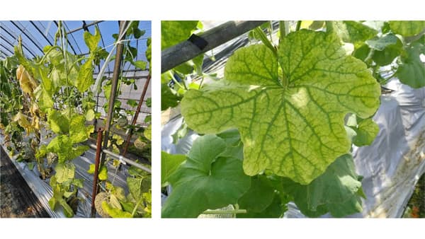 【特殊報】メロン退緑黄化病の発生　県内で初めて確認　兵庫県