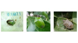 果樹カメムシ類　県内全域でやや多発の予想