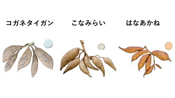 サツマイモ新品種3種「コガネタイガン」「こなみらい」「はなあかね」開発　農研機構