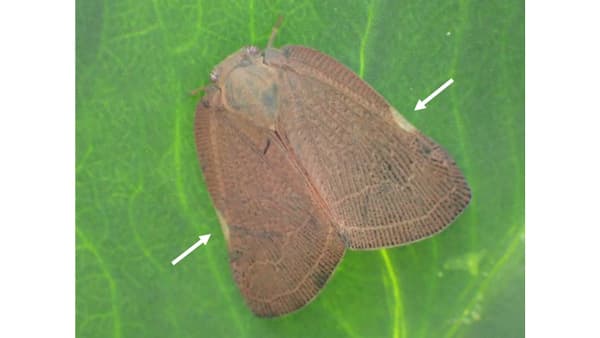 【特殊報】ブルーベリー園などでチュウゴクアミガサハゴロモ　県内で初めて確認　茨城県