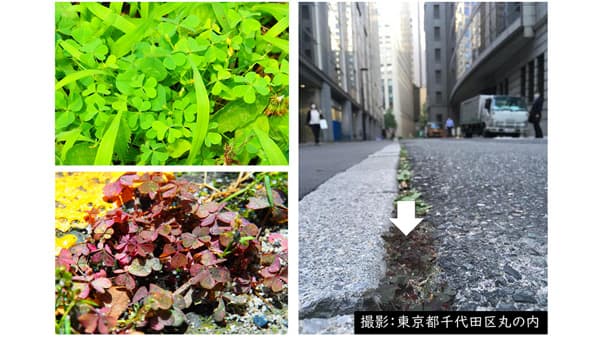 都市の熱さで植物は赤く進化　ヒートアイランドへの急速な適応進化を実証　千葉大学