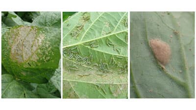 【注意報】野菜・花き・豆類にハスモンヨトウ、シロイチモジヨトウ　県内全域で多発のおそれ　兵庫県