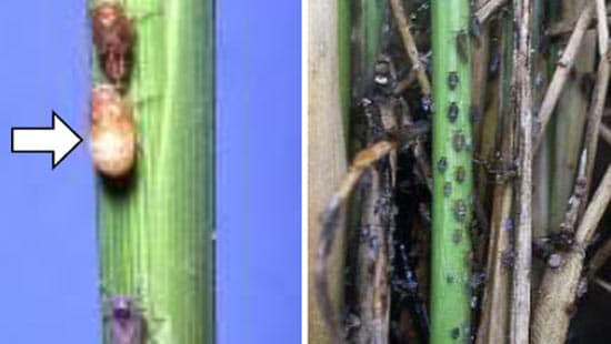 水稲にトビイロウンカ　県中南部地域多発のおそれ