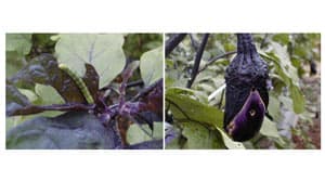 野菜、花き、ダイズにオオタバコガ　県内全域で多発のおそれ