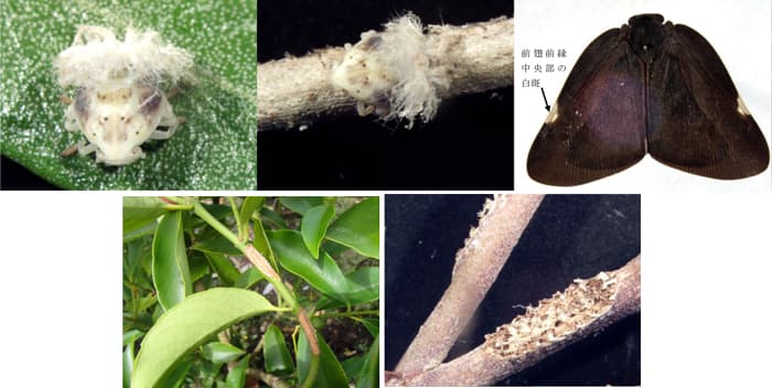 【特殊報】チュウゴクアミガサハゴロモ　県内で初めて確認　神奈川県