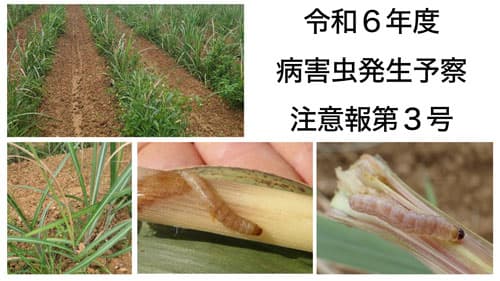 【注意報】さとうきびにメイチュウ類　久米島で多発のおそれ　沖縄県