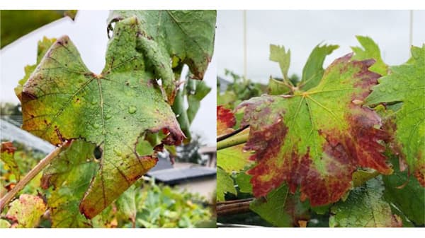 【特殊報】ブドウリーフロール病（ブドウ葉巻病）県内で初めて発生を確認　福島県