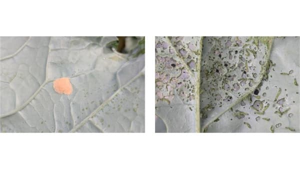 【注意報】野菜類、花き類にハスモンヨトウ多発　被害長期化のおそれ　和歌山県