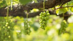 ナシ、ブドウに果樹カメムシ類　県内全域で多発のおそれ