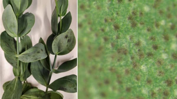 【特殊報】トルコギキョウ斑点病　県内で初めて確認　岩手県